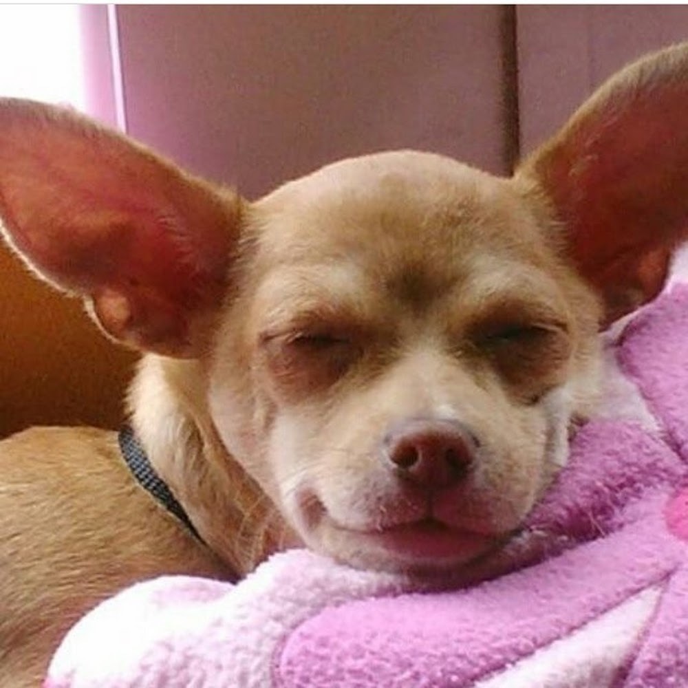 Meet your Posher, Sunny